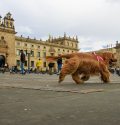 Animales en la ciudad: un reto creciente para la convivencia