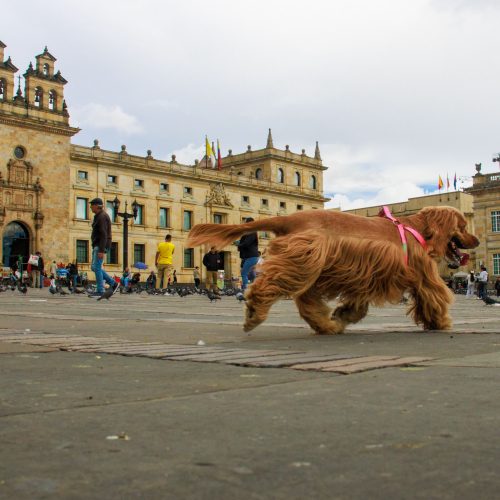 Animales en la ciudad: un reto creciente para la convivencia